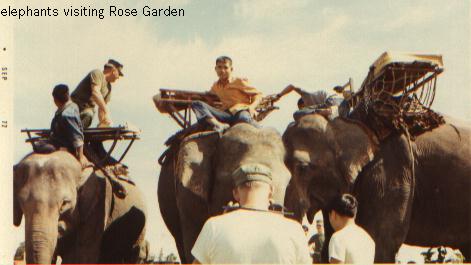 Elephants visiting @ Rose Gard.jpg